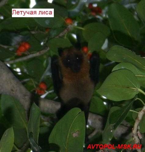 Об острове Укулас на Мальдивах