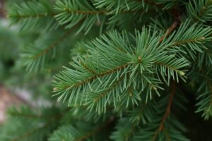 Пихта Нордмана: тихая королева лесных и праздничных декораций