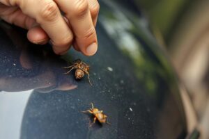 Удаление жучков с кузова: как быстро и безопасно вернуть лаку чистоту