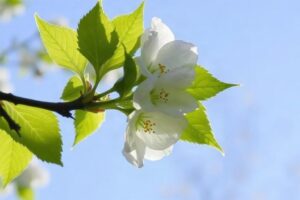 Воскование весной: когда и как вернуть вещам защиту и блеск