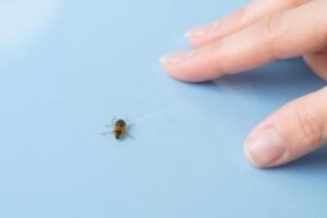Как убрать следы от насекомых без повреждения лака: бережные методы и проверенные приёмы